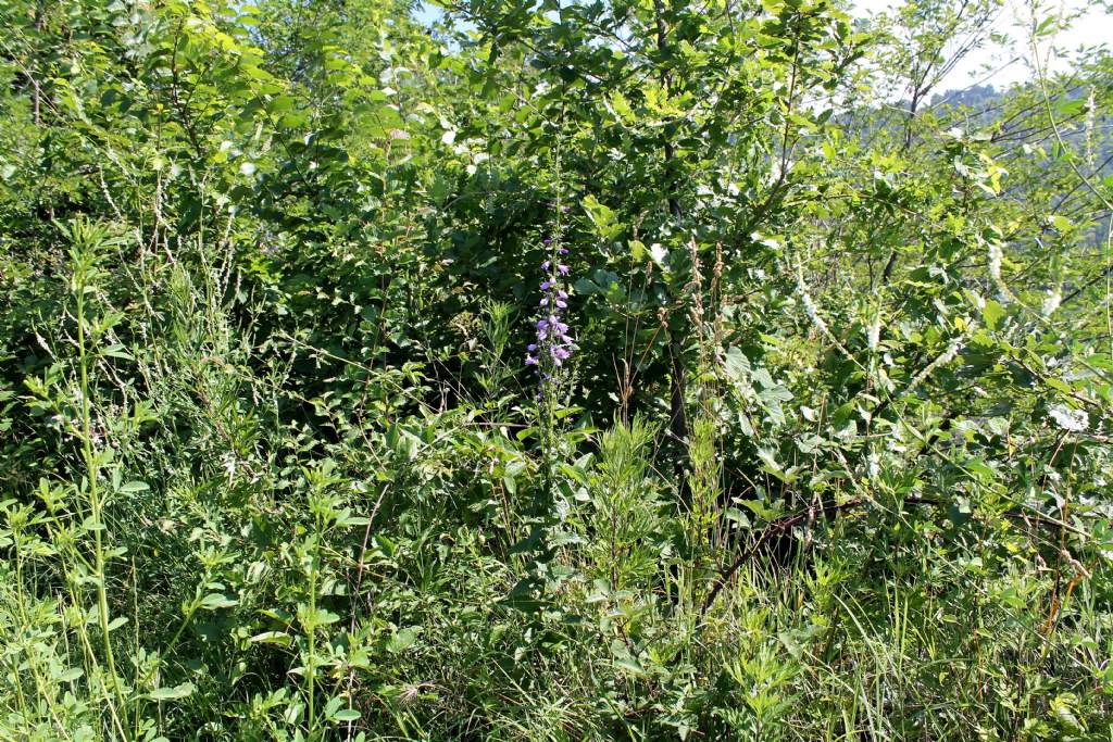 Campanula bononiensis / Campanula bolognese